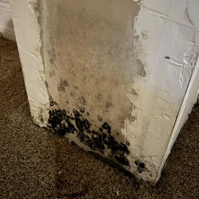 Professional Mold Removal in Arlington, TN